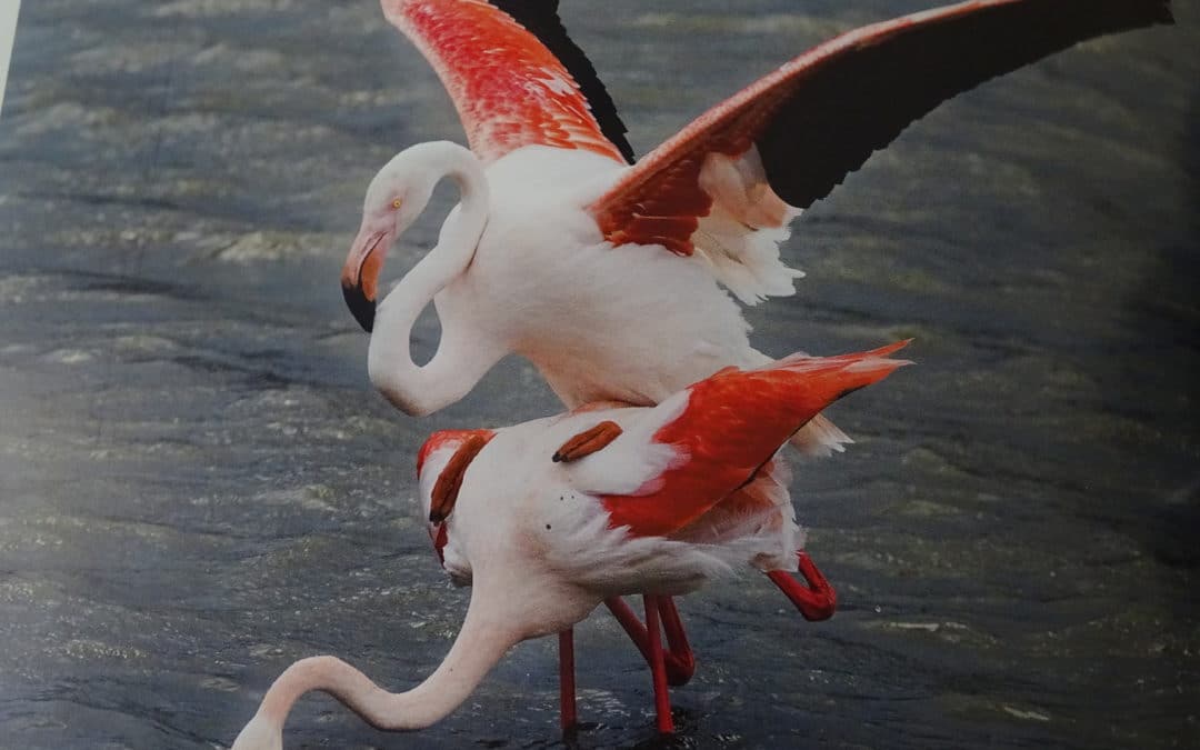 Parade nuptiale en Camargue