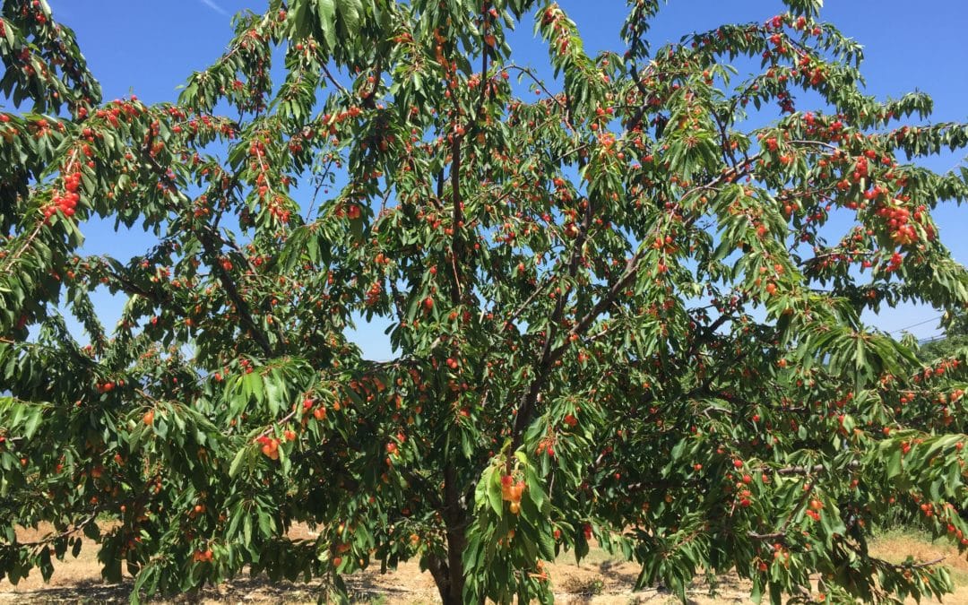 Le temps des cerises