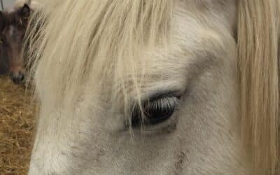 Cheval Passion en Avignon