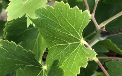 La Légion est dans les vignes