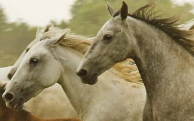 Le Lipizzan/Cheval-roi de Provence