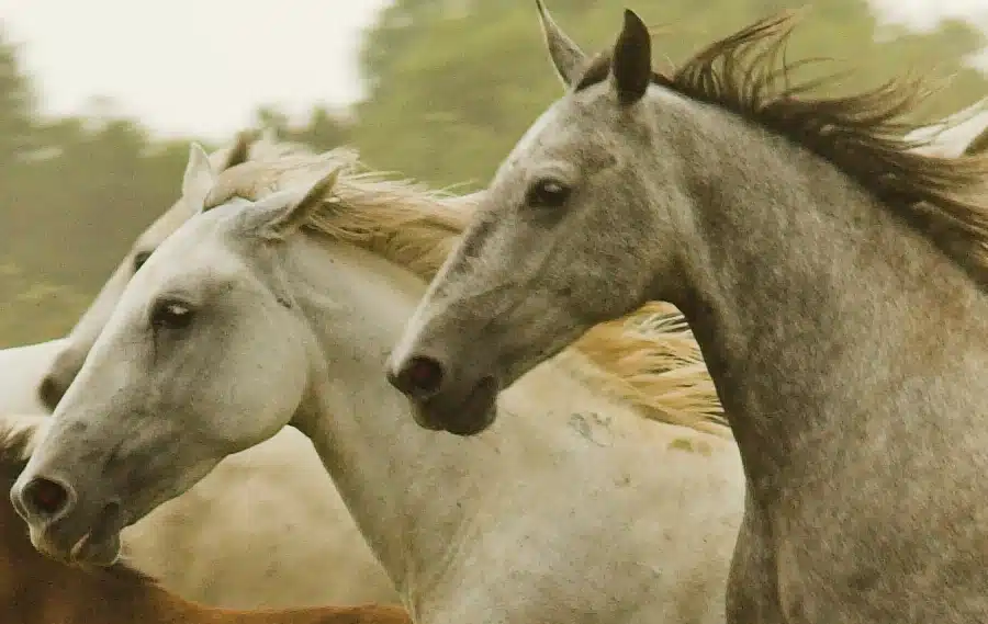 Le Lipizzan/Cheval-roi de Provence