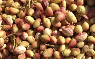 La pistache provençale revient !